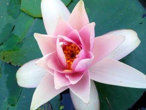 seerose_klein