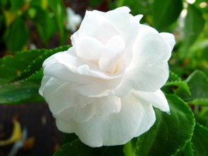 weisserose